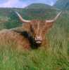 Highland Cattle, Glen Nevis, Scotland - Autumn 1993