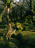 Wistmans Wood, Dartmoor, England - February 2002 Nikon F90X with Nikon 50mm, Fuji Provia Multi-Speed 