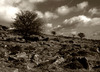 Dartmoor above Two Bridges village, Dartmoor, England - February 2002 Nikon F90X with Nikon 50mm, Fuji Provia Multi-Speed 