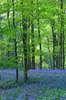 Bluebells, Sheer's Copse, Charlbury, Oxford, England - May 2004 Nikon F90X with Tokina 28-70mm, Fuji Provia 100F 