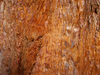 Fir Tree Bark, Harcourt Arboretum, Newnham Courtney, Oxfordshire - November 2006 Nikon D200 with 12-24mm lens, ISO 200, 1/20s at f4