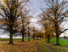 Autumn Trees, Claverton, Nr Milton Keynes, Buckinghamshire - November 2006 Nikon D200 with 12-24mm lens, ISO 160, 1/15s at f6.3