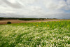 Daisies and sunflowers on the Ridgeway, near Wantage, Oxfordshire, UK Nikon D200 with 12-24mm at 1/20s and f/16, Polariser 