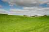 Sheep and lambs grazing in a summer field near The Ridgeway, Wantage, Oxfordshire, UK Nikon D200 with 12-24mm at 1/40s and f/16, Polariser 