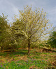 Blossom and bluebells at Shotover Hill, Oxford, UK Nikon D200 with 12-24mm at 1/30s and f/11, Polariser and 0.9 ND Grad 