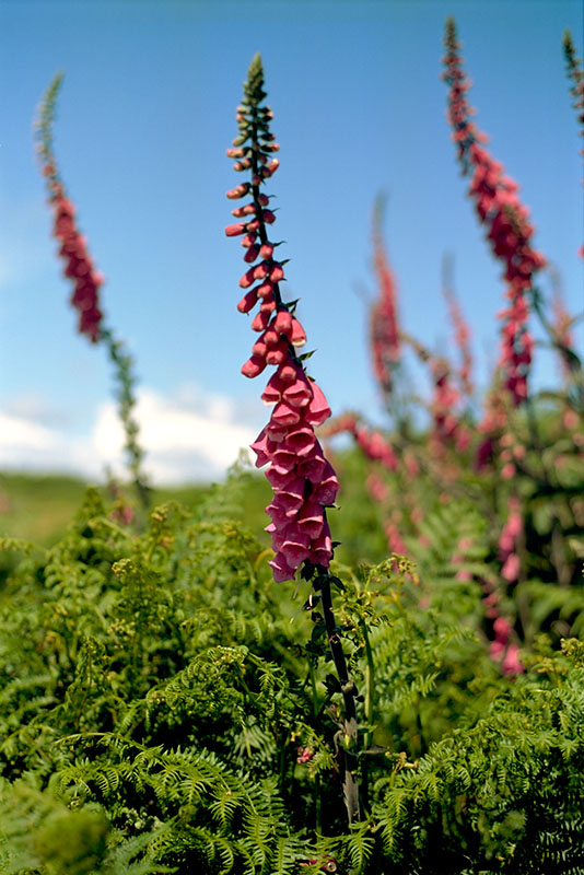 20090607_109-28_w.jpg