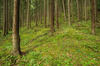 Forest on West Shore of Lake Achensee Nikon D3 with 17-35mm f/2.8 at 1/8s and f/8