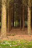 Bagley Wood, Kennington, Oxfordshire Nikon D3 with 85mm f/1.4 at 8s and f/16, tripod