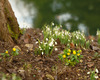 Snowdrops, Stowe Landscape Gardens, Buckinghamshire Nikon D3 with 85mm f/1.4 at 1/125s and f/4, tripod