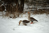 Geese in the snow, Kennington, Oxfordshire Nikon D3 with 24-70mm f/2.8 at 1/1250s and f/2.8