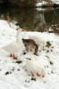 Geese in the snow, Kennington, Oxfordshire Nikon D3 with 24-70mm f/2.8 at 1/40s and f/18