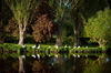 Geese near Sandford Lock, Sandford, Oxfordshire Nikon D3 with 80-200mm f/2.8 at 1/800s and f/2.8