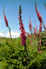 Foxgloves Nikon F90X with 50mm f/1.8, Kodak Ektar 100
