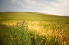 Thistles and barley, North Yorkshire Nikon D3 with 35mm f/2 at 1/6400s and f/2