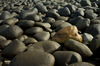 Rocks at Embleton Bay, Northumberland Nikon D3 with 35mm f/2 at 1/60s and f/16 