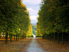 Avenue leading to Yew Tree Walk, Clivedon, near Maidenhead, Berkshire Nikon D3 with 105mm f/2.8 at 1/8s and f/16, tripod, 0.9 ND grad 