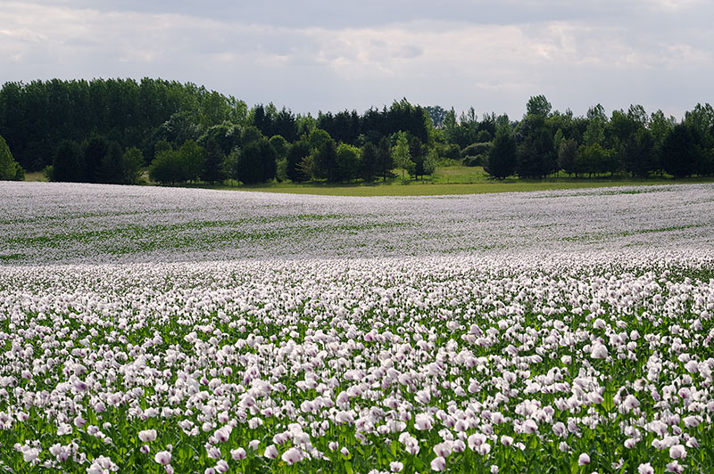 20100619-018_w.jpg