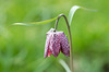 Snake's Head Fritillary (Fritillaria meleagris), Magdalen Meadow, Oxford Nikon D3 with 105mm at 1/400s and f/4