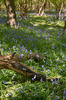 Bluebells and Fallen Tree, Bagley Wood, near Oxford Nikon D3 with 80mm f/1.4 at 1/4s and f/16