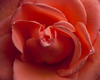 Rose Nikon D3 with 85mm f/2.8 at 1/60s and f/11, flash