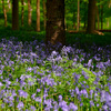 Bluebells, Greys Court, Henley on Thames Nikon D3 with 24-85mm at 1/250s and f/5.0, ISO 200 