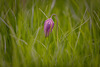 Snakes Head Fritillary Nikon D3 with 80-200mm at 1/125s and f/2.8, ISO 200 
