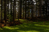 Woodland at The Vyne, Berkshire Nikon D800 with Voigtlander 40mm at 1/160s and f/8.0, ISO 100 