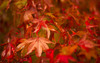 acer_leaves