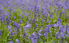 bluebells2