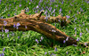 bluebells