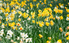 daffodils