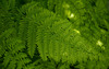 fern