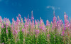 foxgloves