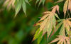 green acer