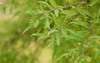 leaves_rain