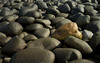 rocks