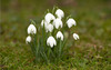 snowdrops